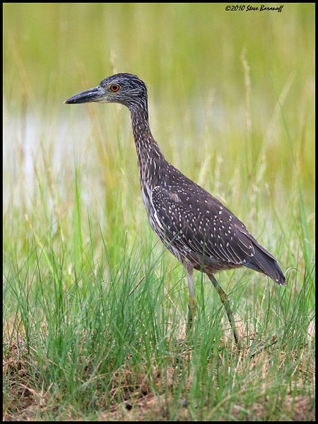 _0SB6910-1 yellow-crowned heron (juvenile).jpg